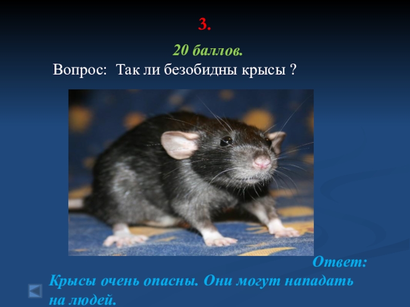 3.  20 баллов. Вопрос: Так ли безобидны крысы ?Ответ:Крысы очень опасны. Они могут нападать на людей.