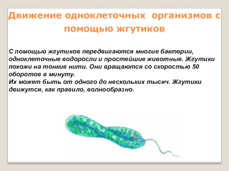 Какое простейшее передвигается с помощью. Движение одноклеточных организмов. Передвижение одноклеточных организмов. Движение с помощью жгутиков. Способы передвижения одноклеточных организмов.