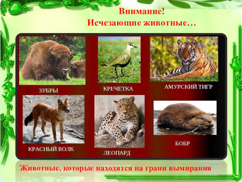 Животные на грани вымирания фото