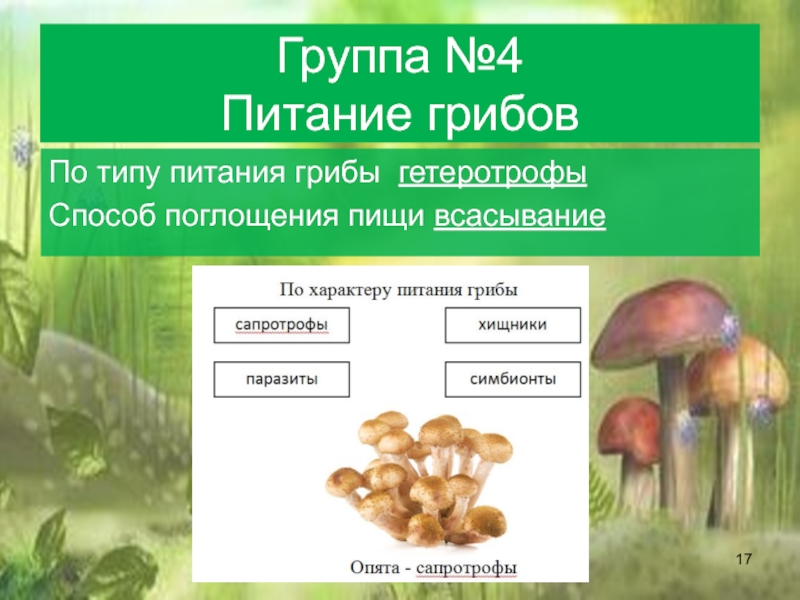 Какой тип питания характерен для шампиньона. Грибы питание гетеротрофное. Биология тема грибы. Царство грибов питание. Грибы 5 класс.