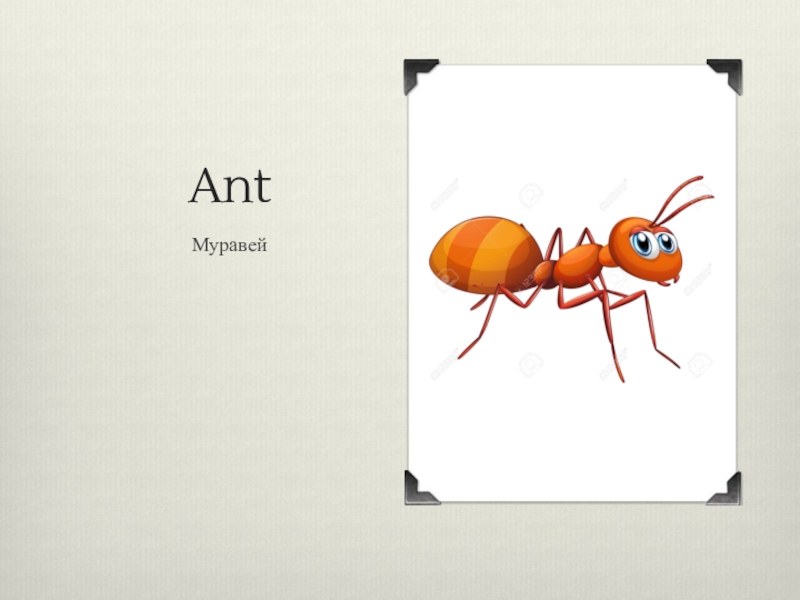 Схема слова муравьи