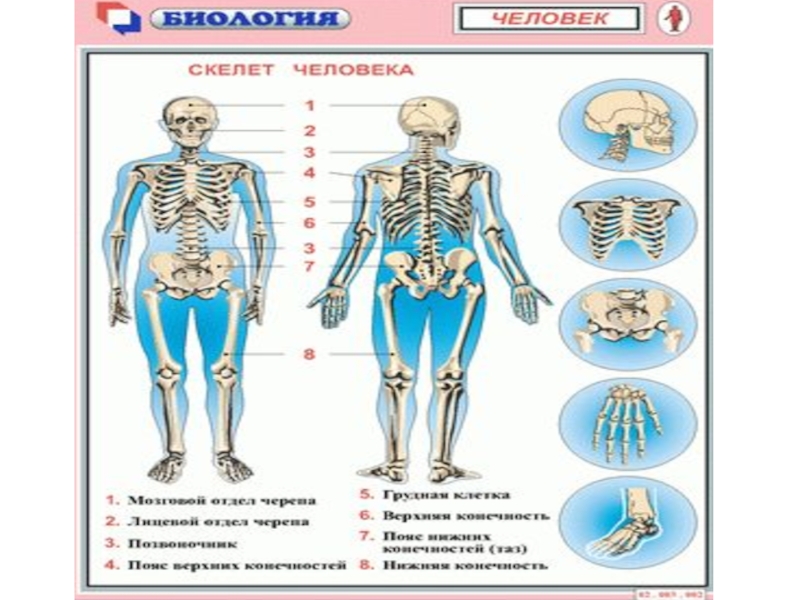 Презентация по биологии человек