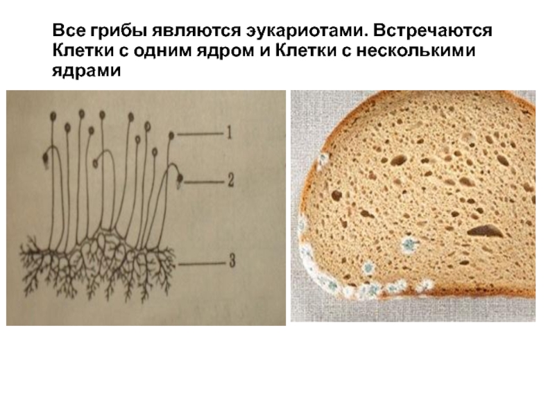 Грибы эукариоты. Грибы являются эукариотами. Плесневые грибы это эукариоты. Грибы эукариоты примеры. Строение эукариот грибы.