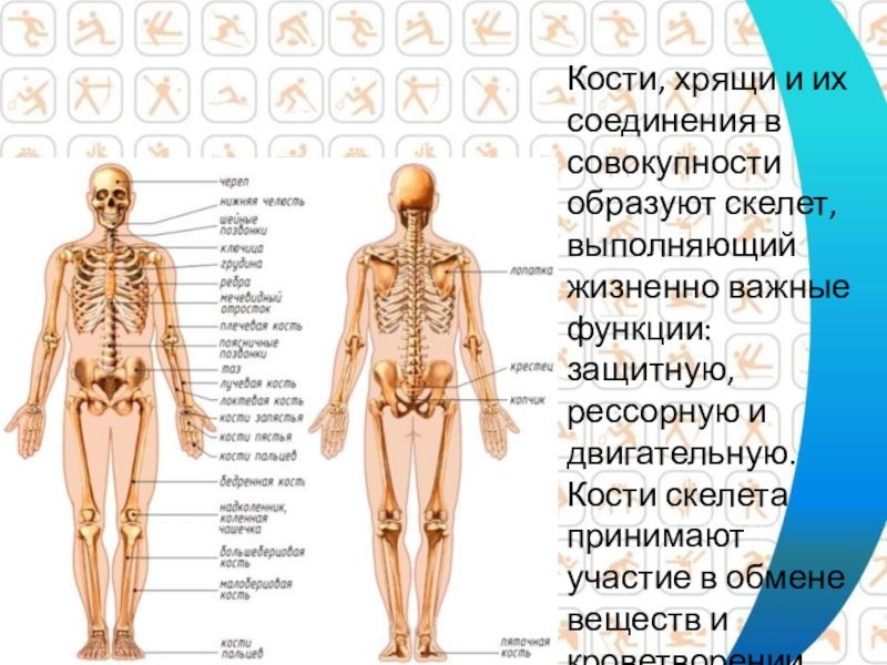 Скелет участвует в обмене. Человеческий скелет с органами. Строение скелета человека. Человеческий скелет и органы с описанием. Скелет с внутренними органами.