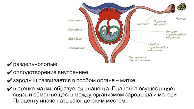 Органы размножения половые клетки оплодотворение. Схема оплодотворения у млекопитающих. Оплодотворение яйцеклетки млекопитающих. Матка млекопитающих. Плацента млекопитающих.