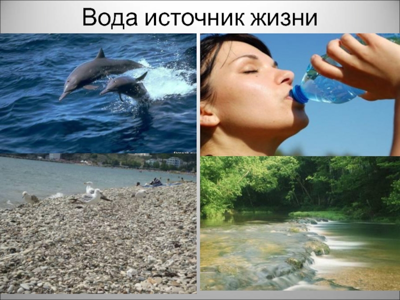 Вода источник жизни. Вода источник жизни картинки. Вода источник жизни для человека. Вода источник жизни для животных.