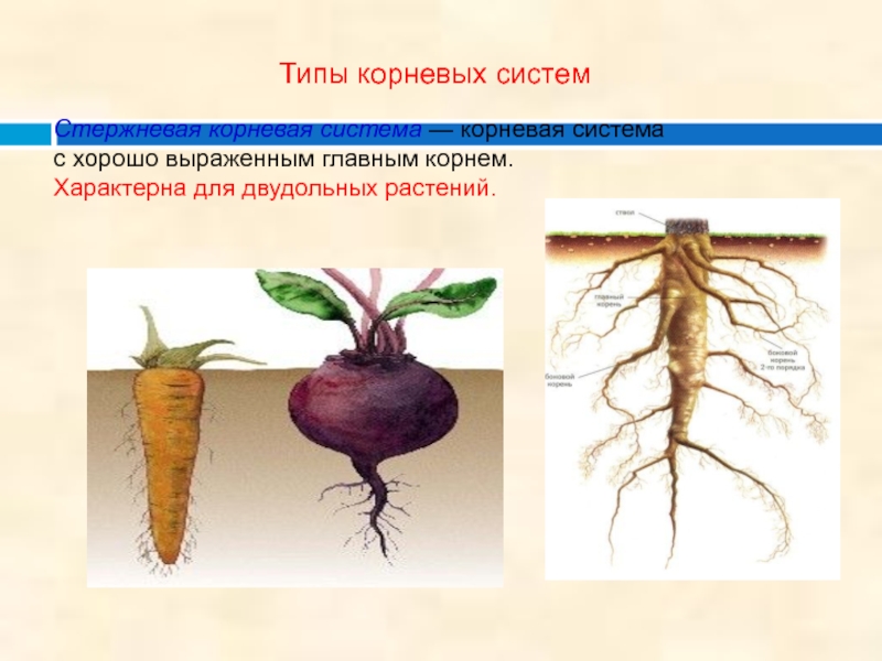 Видоизмененный корень ответ. Типы корневых систем ботаника. Корневая система двудольных растений.
