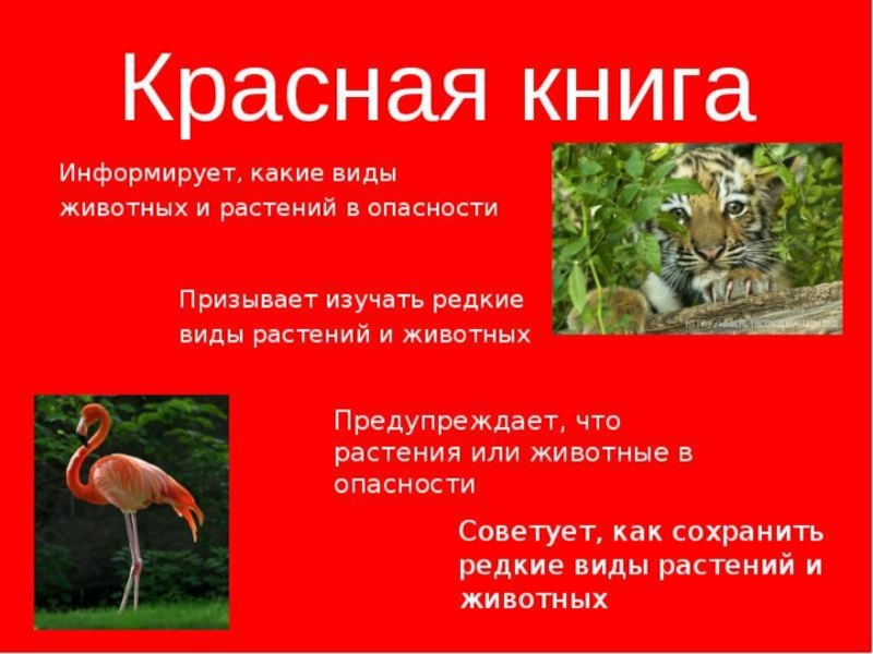 Красная книга карелии презентация