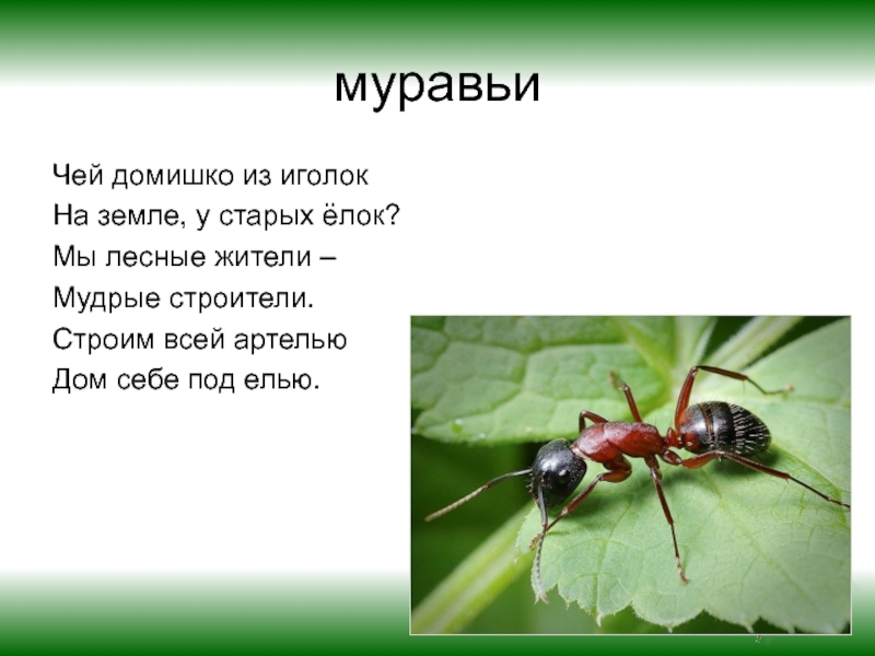 Сколько слов в слове муравей. Загадка про муравья. Загадки про муравьёв. Загадка про муравьев. Стих про муравья для детей.