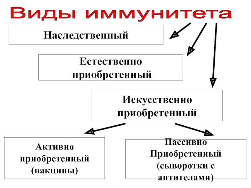 Виды иммунитета биология. Виды иммунитета. Виды искусственного иммунитета. Иммунитет определение виды. Какие виды иммунитета вы знаете?.