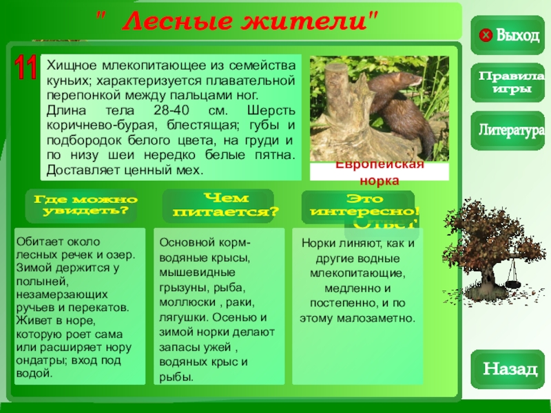 жители леса. лесные животные презентация. лесные жители. презентация на тему лес. животные леса для детей.