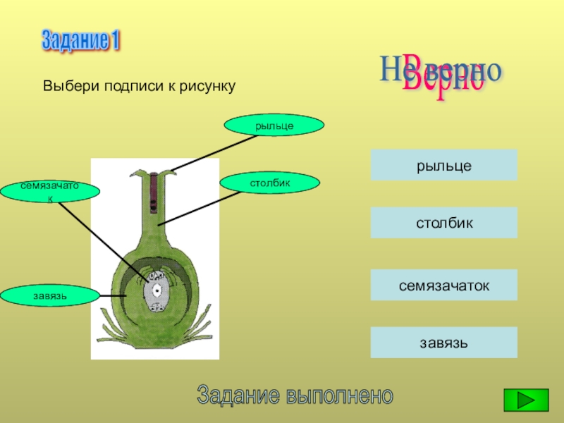 Презентация двойное оплодотворение у цветковых растений 11 класс