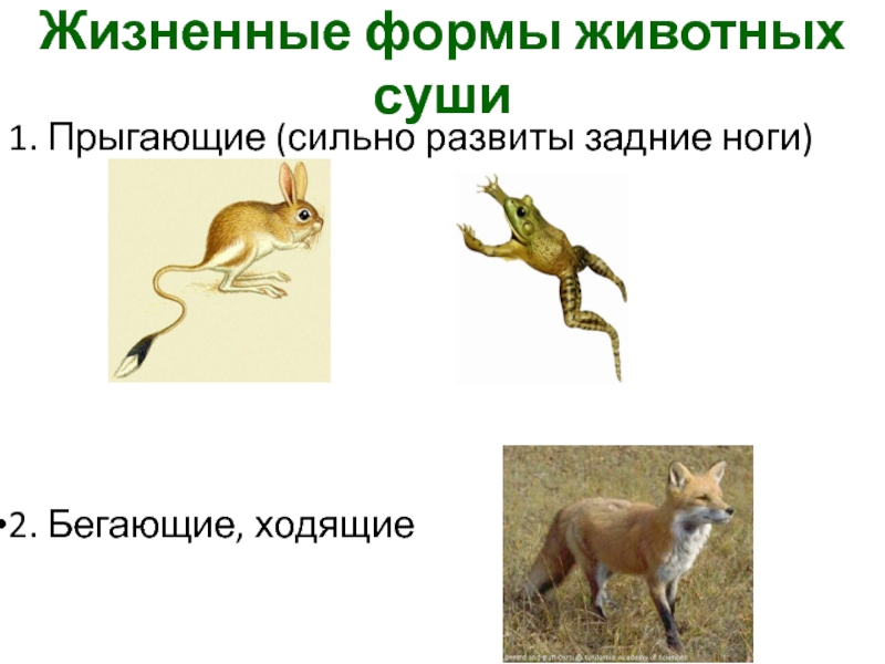 Жизненные формы животных суши1. Прыгающие (сильно развиты задние ноги)2. Бегающие, ходящие
