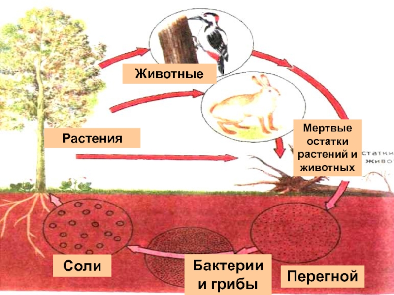 Подтвердите участие бактерий в круговороте веществ на земле схемой пищевой цепи