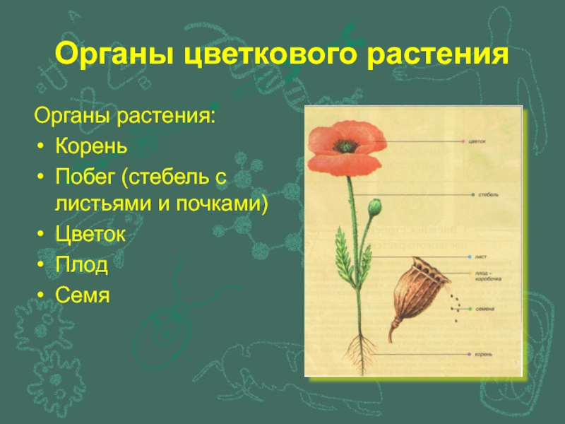 Общее Знакомство С Растениями 6 Класс