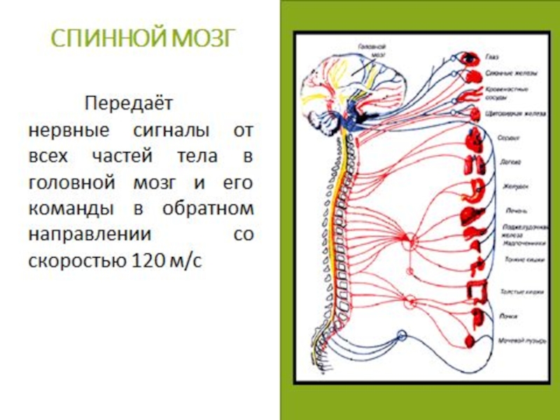 Головной и спинной мозг имеет. Вегетативная нервная система схема спинного мозга. Нервные импултсы ТЗ спинного мозга в головной. Нервная система человека головной и спинной мозг. Интересные факты о спинном мозге.