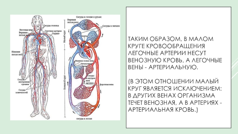 Круги кровообращения 8 класс