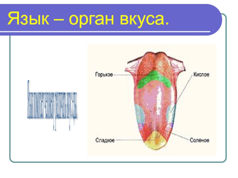 Презентация орган вкуса 9 класс 8 вид