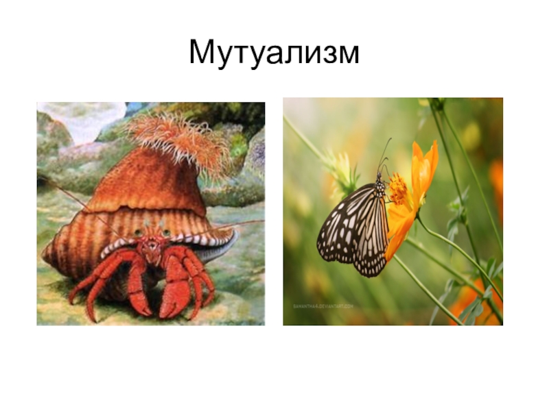 Мутуализм