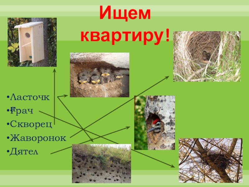 Весна в мире птиц и зверей презентация