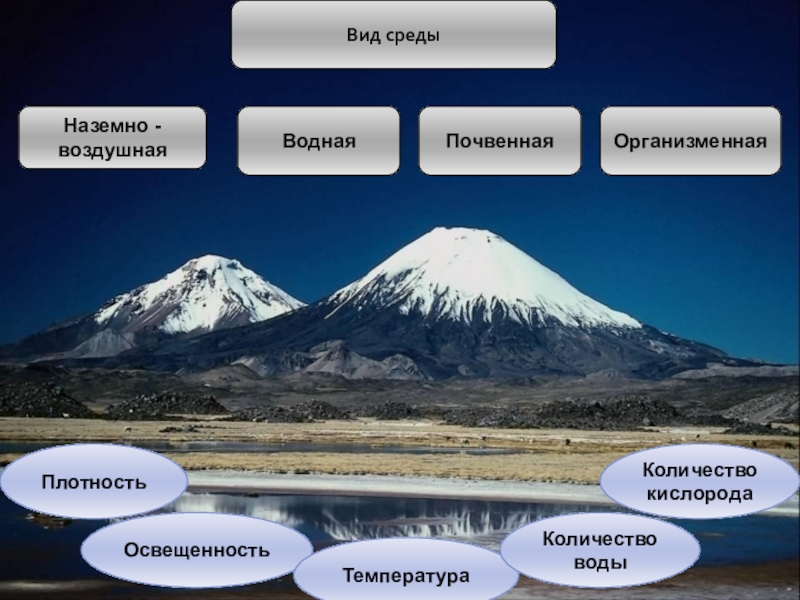 Виды сред. Разновидности среды. Вид среды плотность освещенность. Наземно воздушная плотность освещенность.