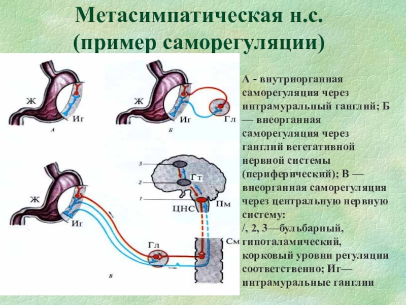 Саморегуляция организма картинки