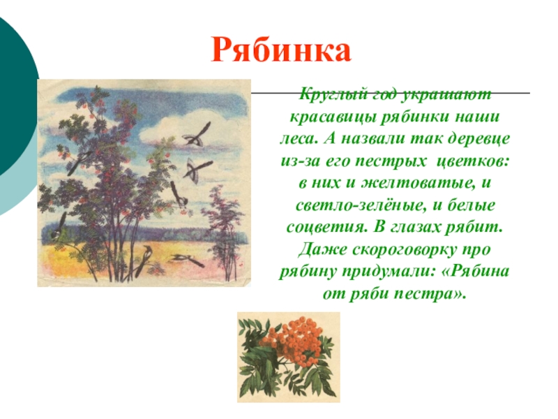 Рассказ в художественном стиле. Рассказ про рябину. Сочинение про рябину. Рассказ о деревьях осенью. Рассказ про рябину 1 класс.