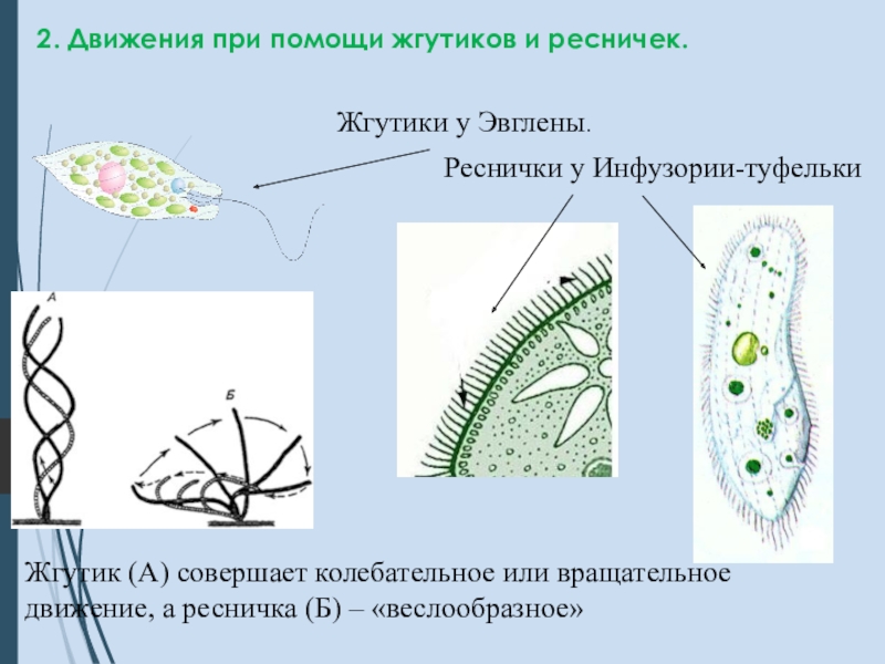 Передвижение с помощью ресничек