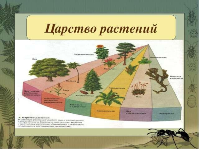 Царство растений проект