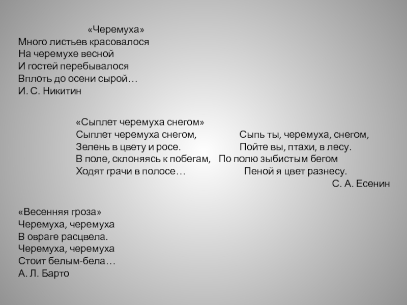 Черемуха песня текст. Весенняя гроза черемуха черемуха. Песня черемуха. Черемуха текст. Слова песни черемуха.