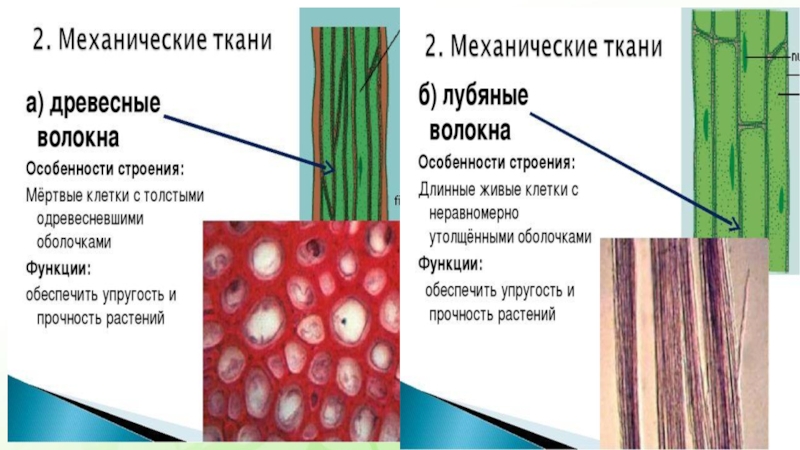 Какие ткани имеются в растениях. Механическая ткань растений склеренхима. Механическая ткань лубяные волокна Проводящая ткань растений. Механическая ткань растений камбий. Механические ткани растений строение и функции.