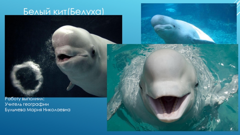 Презентация Презентация по географии и экологии: Белый кит(Белуха)