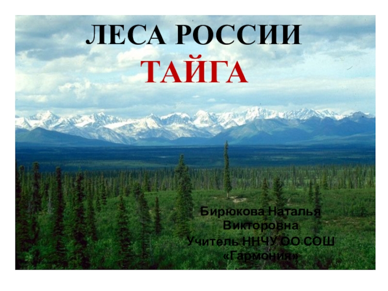 Тайга окружающий 4. Тайга окружающий мир. Зона тайги в России 4 класс. Интересные факты о тайге. Тайга презентация 4 класс.