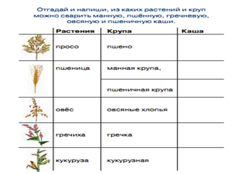 Из какого растения получают. Таблица круп и растений. Крупы растения. Растения и крупы таблица. Крупа и название растения.