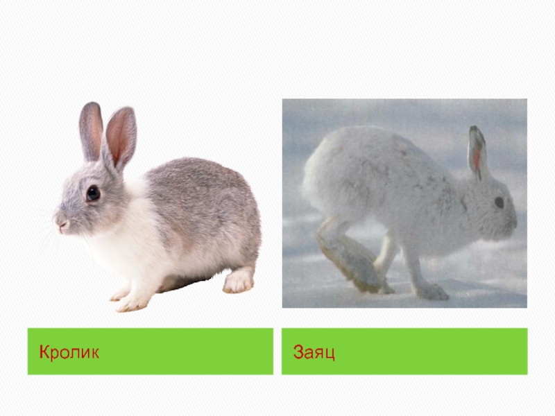 Заяц в сравнении с кроликом фото