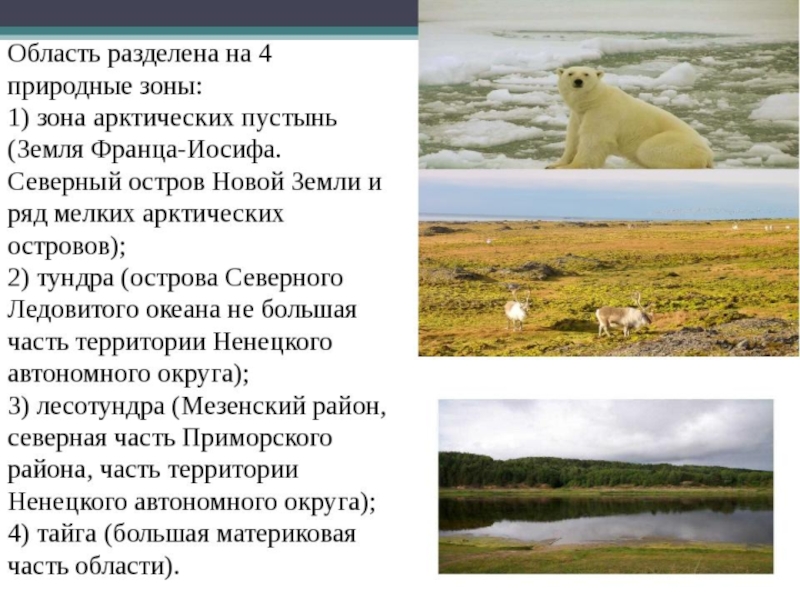 В какой зоне находится архангельск. Зона арктических пустынь Архангельская область. Природные зоны Архангельской области. Природные зоны зона арктич пустынь. Природные зоны Архангельской области 4 класс.