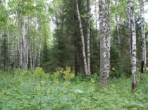 Презентация по окружающему миру на тему Лес и человек (4 класс)