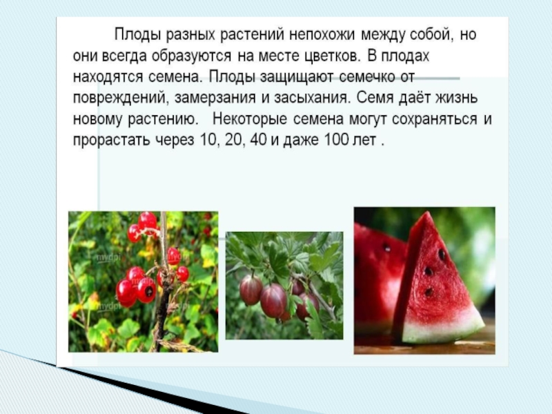 К какому классу относится растение плод и семена которого изображены на рисунке горох ответ