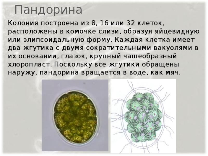 Презентация на тему жгутиконосцы 7 класс