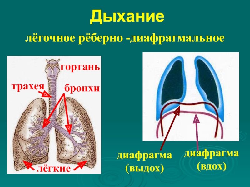 Дыханиелёгочное рёберно -диафрагмальноегортаньтрахеябронхилёгкиедиафрагма (выдох)диафрагма (вдох)