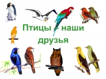 Презентация для учащихся начальных классов на тему Птицы - наши друзья