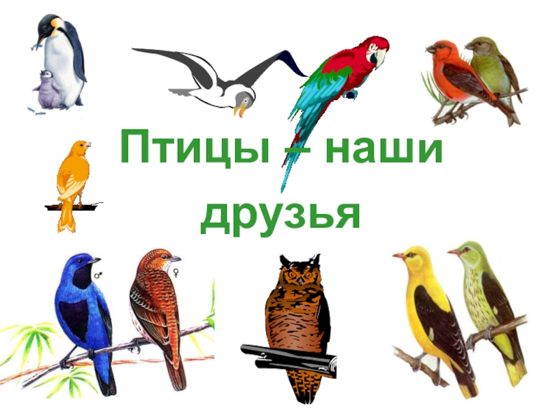 Презентация Презентация для учащихся начальных классов на тему Птицы - наши друзья
