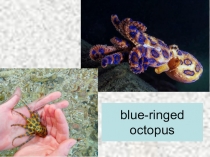 Презентация по английскому языку на тему  Уголок культуры. Опасные животные Австралии 7 класс