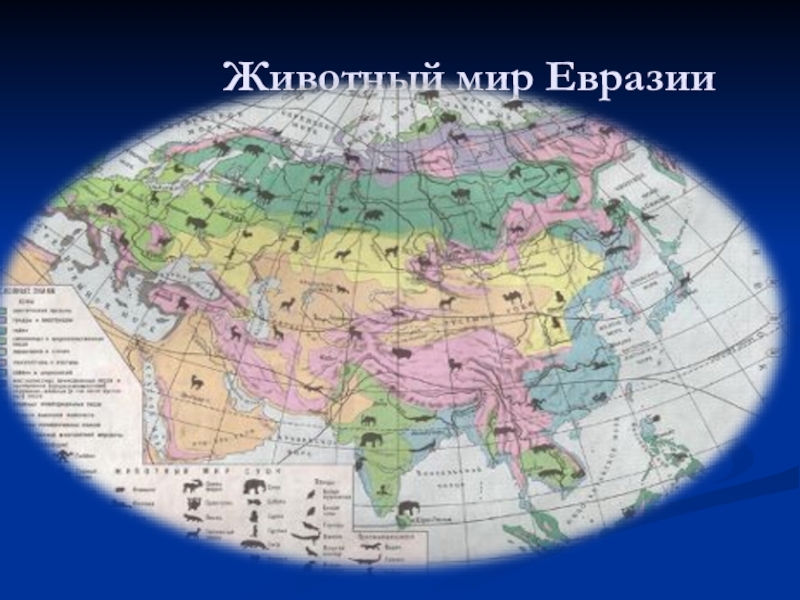 Какие природные зоны есть в евразии. Евразия карта географическая природная зоны. Животные Евразии. Животные материка Евразия.