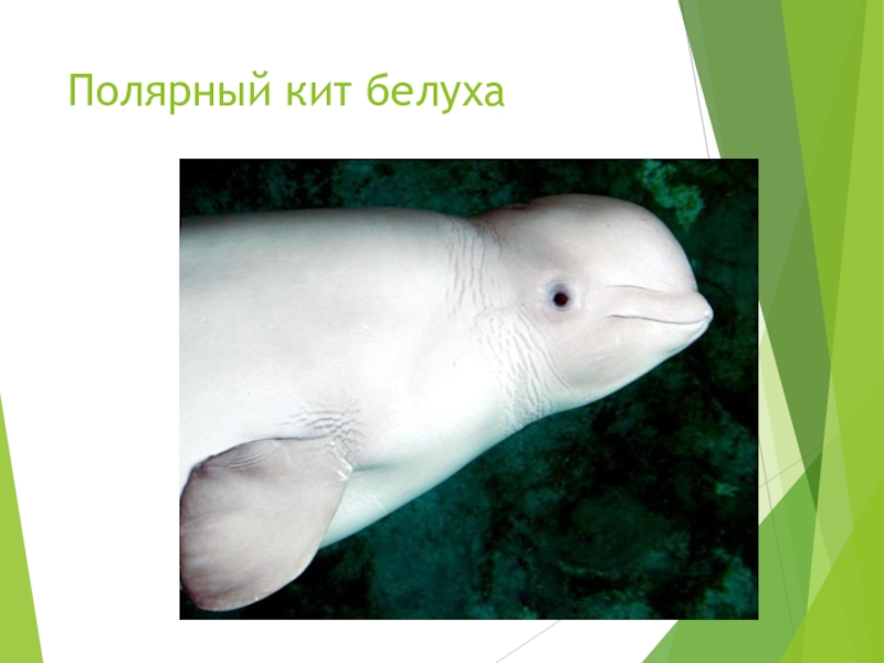 К какой группе океана относится белуха. Кит Белуха. Белый Полярный кит Белуха. Белуха презентация. Полярная Белуха.
