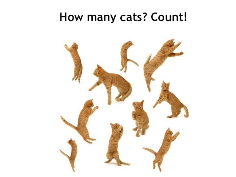 How cat. How many картинки. How many Cats. Count Cats. How many Cats can you see.