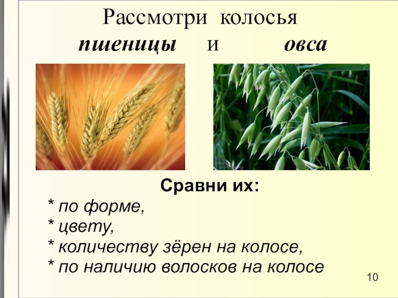 За сколько дней пшеница. Число зерен в колоске пшеницы. Число Колосков в Колосе. Сколько Колосков в Колосе пшеницы. Сколько зернышек в Колосе пшеницы.