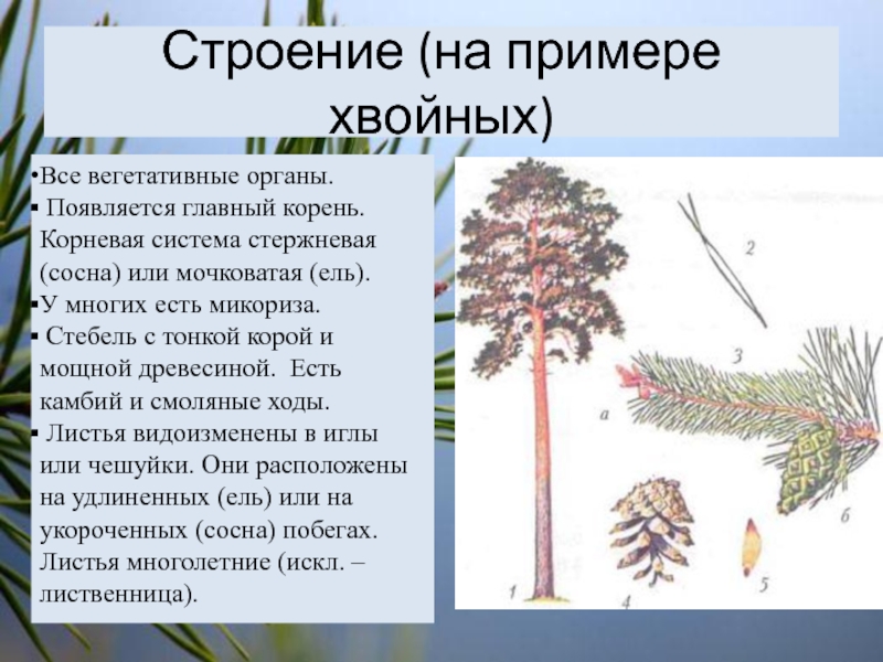 Впр голосеменные растения 7 класс