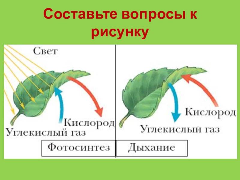 Схема фотосинтеза схема дыхания - 89 фото