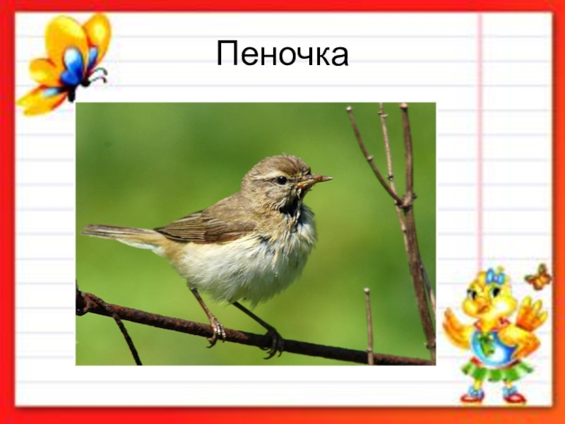 Пеночка омонимы